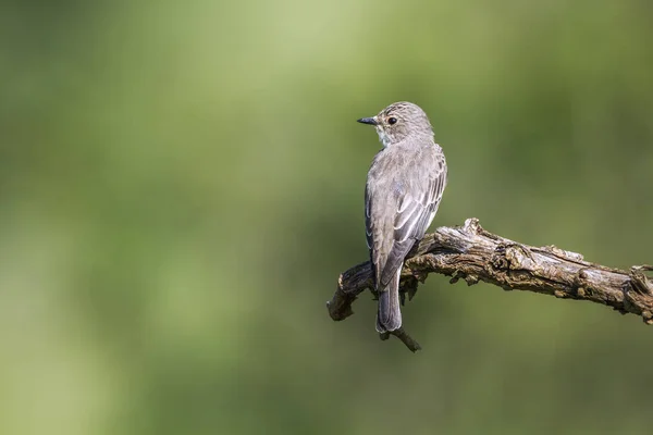 Fläckig Flugsnappare Isoalted Naturlig Bakgrund Kruger National Park Sydafrika Arten — Stockfoto