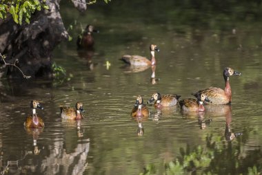 Beyaz küçük bir grup Kruger Milli Parkı, Güney Afrika yansıması ile suda yüzen ıslık-Ördek karşı karşıya; Anatidae Specie Dendrocygna viduata ailesi