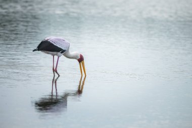 Güney Afrika 'daki Kruger Ulusal Parkı' nda yürüyen ve yiyen sarı gagalı leylek; Ciconiidae familyasından Specie Mycteria ibis