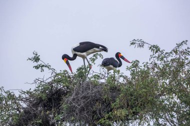 Eyer gagalı leylek Kruger National park, Güney Afrika için; Nakit Ephippiorhynchus senegalensis ailesi Ciconiidae