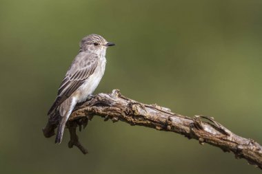 Benekli Flycatcher Kruger Milli Parkı, Güney Afrika doğal arka planda izole ; Musicapidae Specie Muscicapa striata ailesi