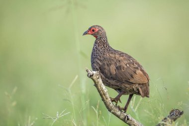 Swainson's Spurfowl Kruger Milli Parkı, Güney Afrika şube tünemiş ; Phasianidae Specie Pternistis swainsonii aile