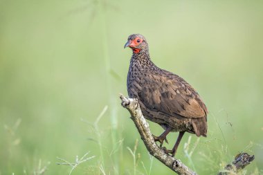 Swainson's Spurfowl Kruger Milli Parkı, Güney Afrika şube tünemiş ; Phasianidae Specie Pternistis swainsonii aile