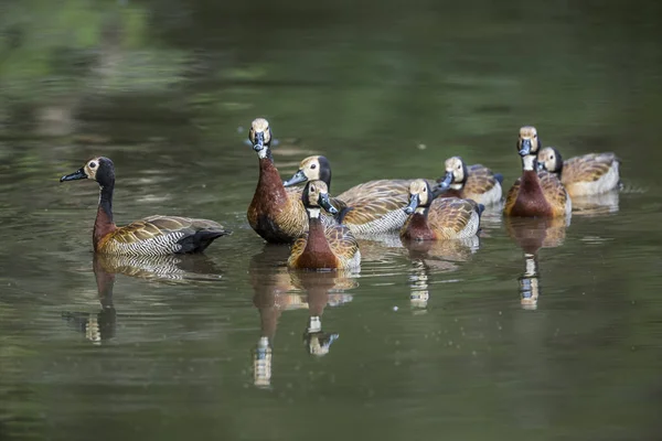 Liten Grupp Vit Inför Visslande Anka Simma Vatten Med Reflektion — Stockfoto