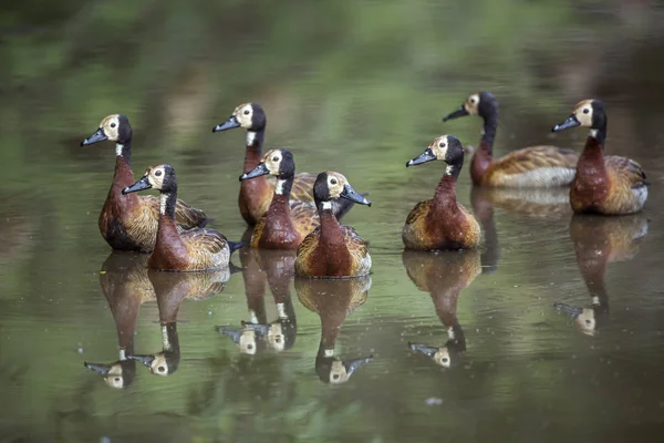 Small group of White faced Whistling-Duck swimming in water with reflection in Kruger National park, South Africa ; Specie Dendrocygna viduata family of Anatidae