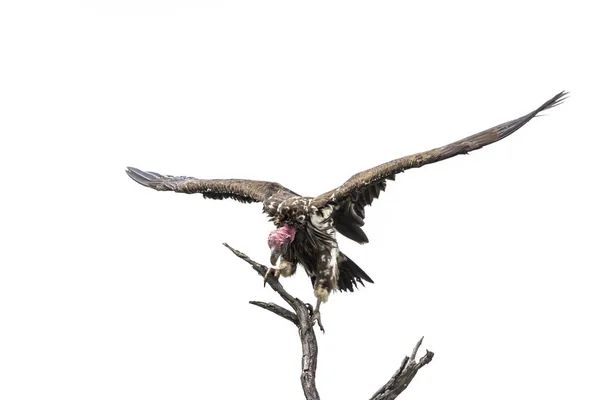 Lappet Faced Vulture Spread Wings Isoalted White Background Kruger National — 스톡 사진