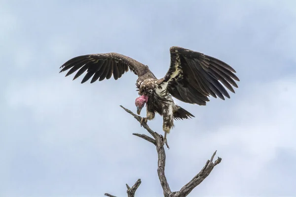 Lappet Стикаються Vulture Поширені Крила Національному Парку Крюгер Південна Африка — стокове фото