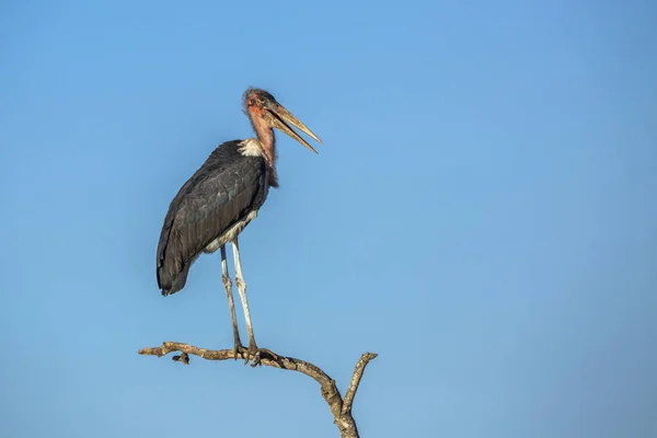 Bocian Marabou Wyizolowany Błękitnym Niebie Parku Narodowym Krugera Rpa Specie — Zdjęcie stockowe