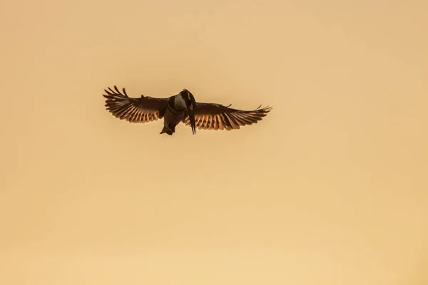 Kruger Milli Parkı'nda gün batımında uçan Pied kingfisher, Güney Afrika ; Alcedinidae'nin Specie Ceryle rudis ailesi — Stok fotoğraf