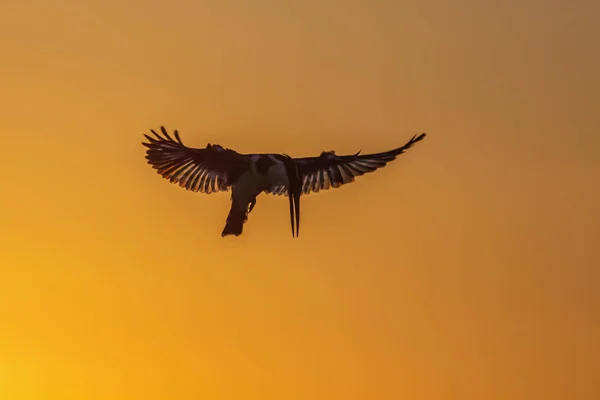 Pied Kingfisher Flying Sunset Kruger National Park África Sul Specie — Fotografia de Stock