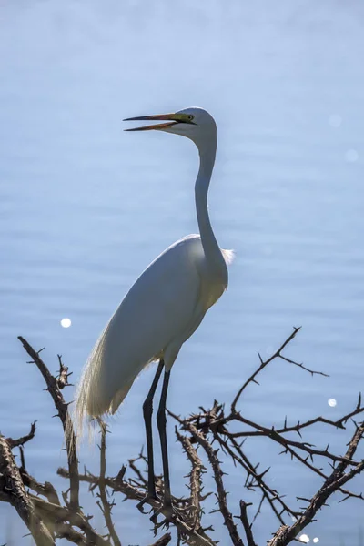 Western Great Egret a Kruger Nemzeti Parkban, Dél-Afrika — Stock Fotó