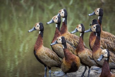 Beyaz yüzlü Whistling-Duck grubu Güney Afrika 'daki Kruger Ulusal Parkı' nda yakın çekim; Anatidae familyasından Specie Dendrocygna viduata