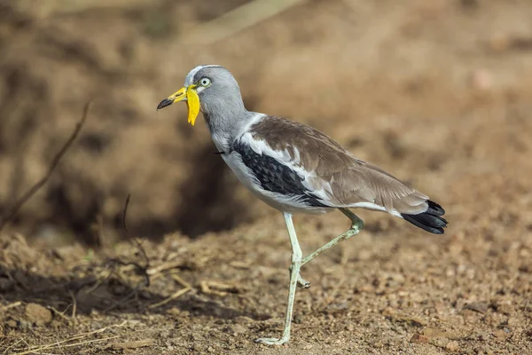 White Headed Lapwing Full Frame Kruger National Park África Sul — Fotografia de Stock