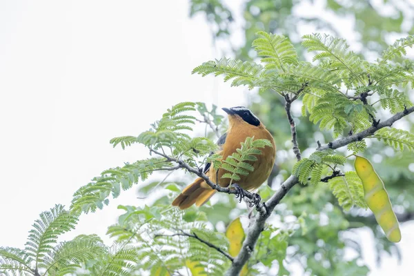 Witwenkbrauw Robin Chat Mannetje Kruger National Park Zuid Afrika Soort — Stockfoto