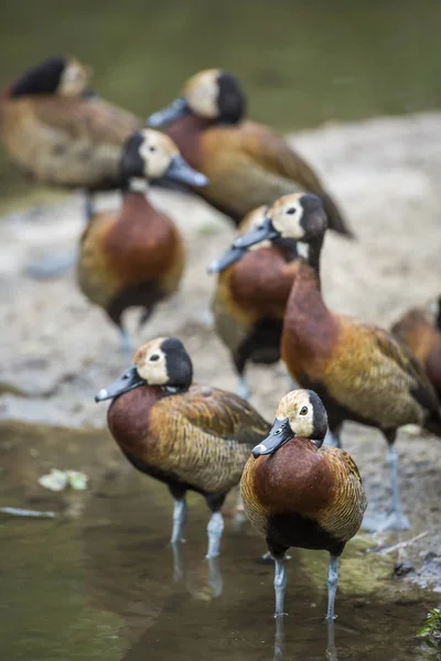 Beyaz Yüzlü Whistling Duck Grubu Güney Afrika Daki Kruger Ulusal — Stok fotoğraf