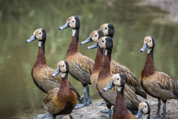 Beyaz Yüzlü Whistling Duck Grubu Güney Afrika Daki Kruger Ulusal — Stok fotoğraf