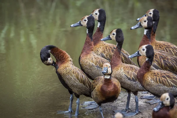 Beyaz Yüzlü Whistling Duck Grubu Güney Afrika Daki Kruger Ulusal — Stok fotoğraf