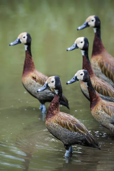 Small Group White Faced Whistling Duck Lakeside Kruger National Park — Stock Photo, Image