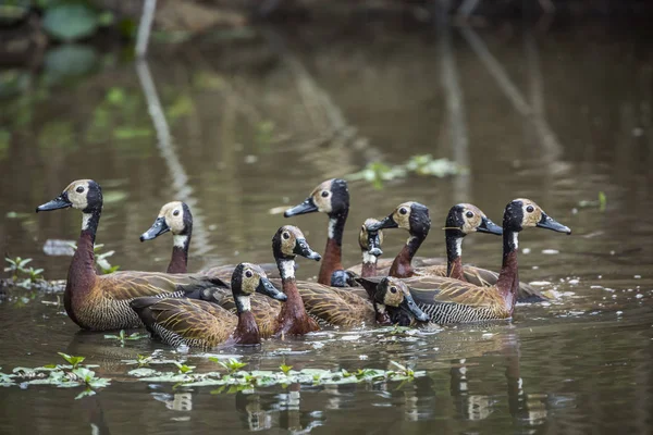 Liten Grupp Vit Inför Visslande Duck Simning Sjön Kruger National — Stockfoto