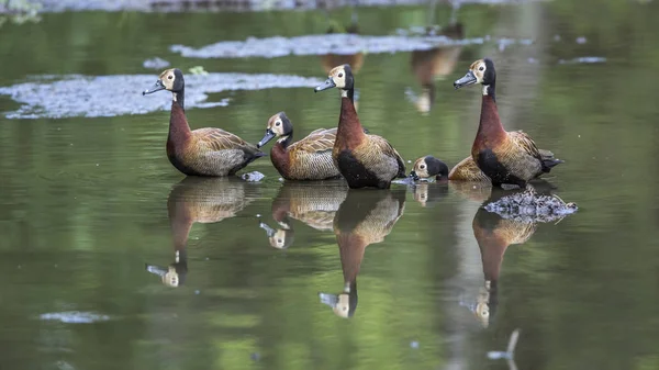 Small Group White Faced Whistling Duck Swimming Lake Kruger National — Stock Photo, Image
