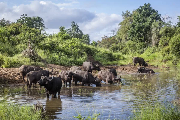 Afrika manda Kruger National park, Güney Afrika