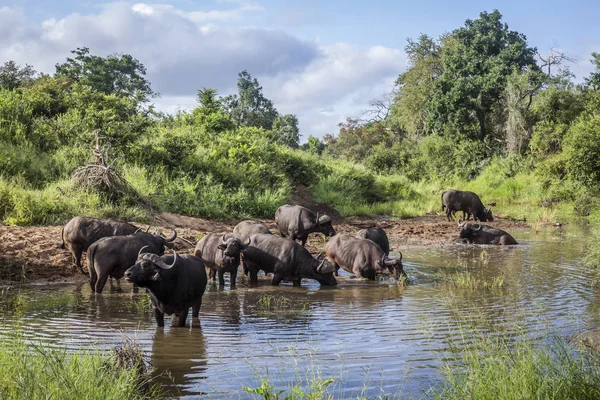 Buffalo africano nel parco nazionale di Kruger, Sud Africa — Foto Stock