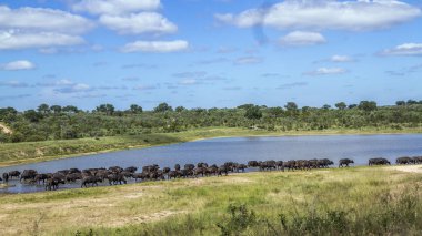 Afrika manda Kruger National park, Güney Afrika
