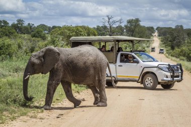 Afrika bush fil Kruger National park, Güney Afrika