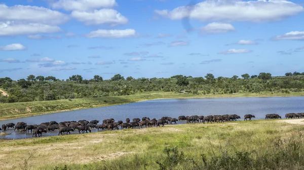 Afrika manda Kruger National park, Güney Afrika