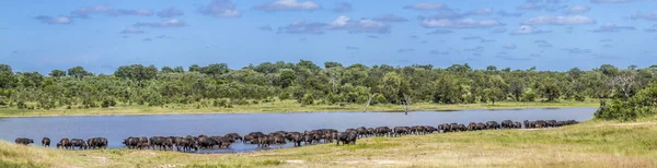 Buffalo africano nel parco nazionale di Kruger, Sud Africa — Foto Stock