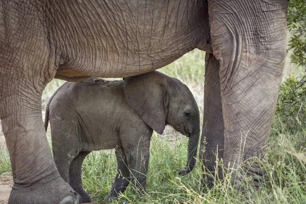 Elefante cespuglio africano nel parco nazionale di Kruger, Sud Africa — Foto Stock