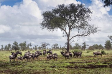 Blue wildebeest herd in green savannah in Kruger National park, South Africa ; Specie Connochaetes taurinus family of Bovidae clipart