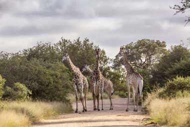 Kruger Ulusal Parkı 'nda zürafa, Güney Afrika