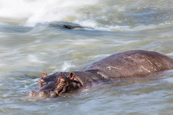 Ippopotamo nel Parco Nazionale di Kruger, Sud Africa — Foto Stock