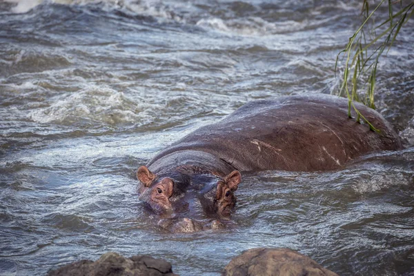 Ippopotamo nel Parco Nazionale di Kruger, Sud Africa — Foto Stock