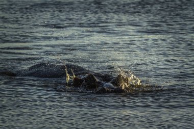 Su aygırı Kruger National park, Güney Afrika
