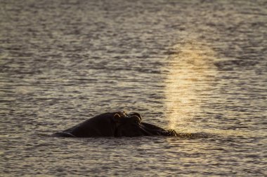 Su aygırı Kruger National park, Güney Afrika