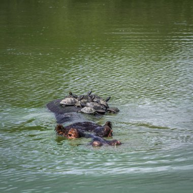 Su aygırı Kruger National park, Güney Afrika