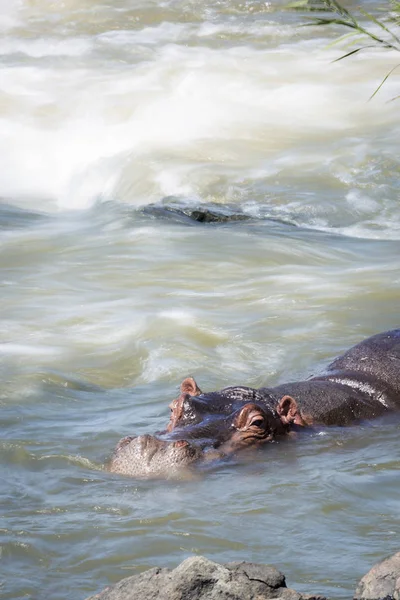 Flodhäst i Kruger National park, Sydafrika — Stockfoto