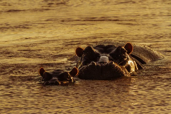 Ippopotamo nel Parco Nazionale di Kruger, Sud Africa — Foto Stock