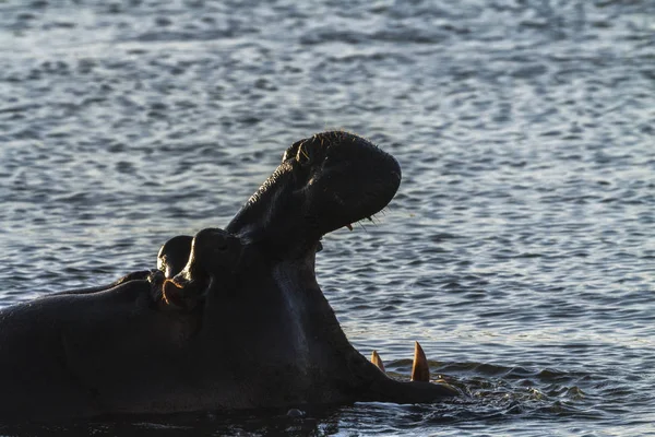 Hippopotame dans le parc national Kruger, Afrique du Sud — Photo