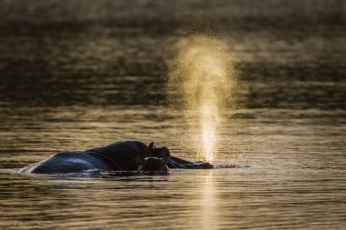 Su aygırı Kruger National park, Güney Afrika