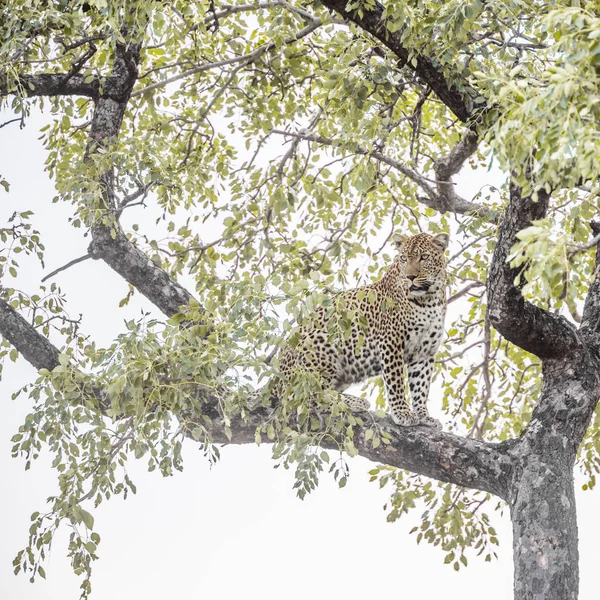 Leopar Kruger National park, Güney Afrika — Stok fotoğraf