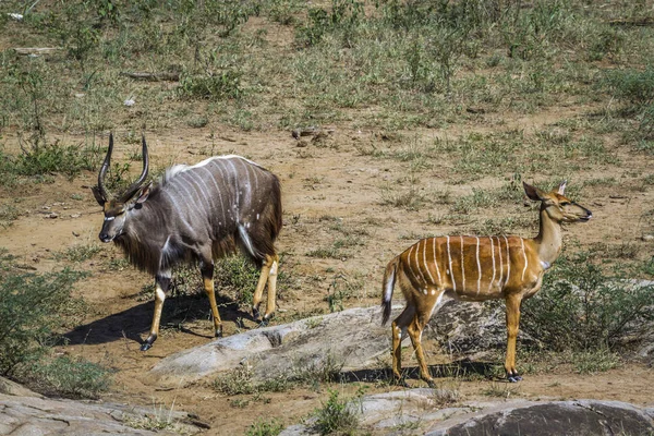 Nyala Kruger National Park Sudáfrica Especie Tragelaphus Angasii Familia Bovidae —  Fotos de Stock