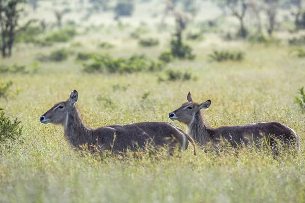 Wasserbock Grüner Savanne Kruger Nationalpark Südafrika Art Kobus Ellipsiprymnus Familie — Stockfoto