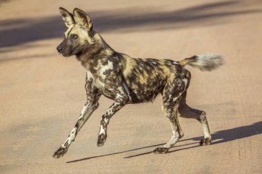 African wild dog running on gravel road in Kruger National park, South Africa ; Specie Lycaon pictus family of Canidae clipart