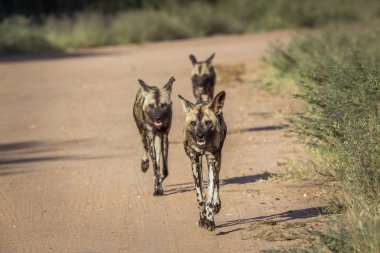 African wild dog running on gravel road in Kruger National park, South Africa ; Specie Lycaon pictus family of Canidae clipart