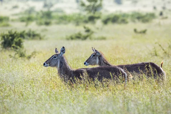 Common Waterbuck Zielonej Sawannie Podświetlony Parku Narodowym Krugera Rpa Specie — Zdjęcie stockowe