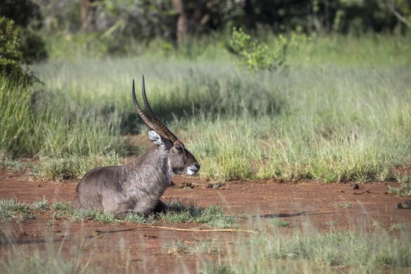 Gewone Waterbuck Man Liggend Het Kruger National Park Zuid Afrika — Stockfoto