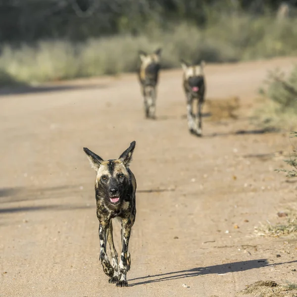 Perro Salvaje Africano Corriendo Por Carretera Grava Parque Nacional Kruger — Foto de Stock